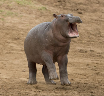 hippo